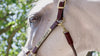 Equestrian horse show scene with rider in show attire highlighting jods, shirts, and leather bags.