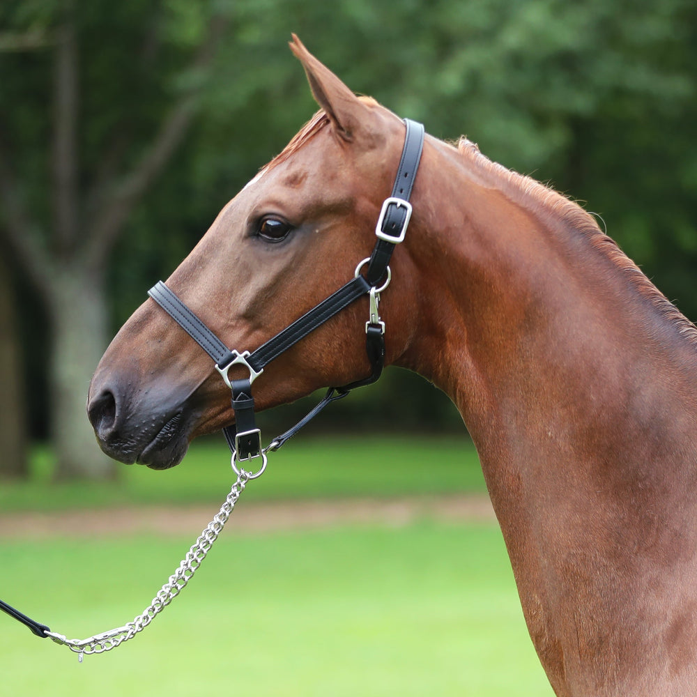 Black leather adjustable chin halter, 1" wide, with triple stitching and a personalized name plate, fitted on a horse's head.