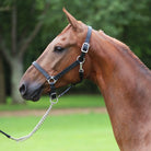 Black leather adjustable chin halter, 1" wide, with triple stitching and a personalized name plate, fitted on a horse's head.