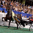 Grand National Road Pony Harness: Showing Detailed Leather Straps, Buckles, and Patent Leather Component 