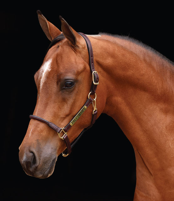 Close-up of a 3/4" cob halter in dark brown leather, showcasing the rolled nose, padded crown, and personalized name plate on a horse's head against a black background.