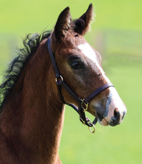 Close-up of Brown Foal Wearing Dark Leather Halter with Visible Buckle and Rings