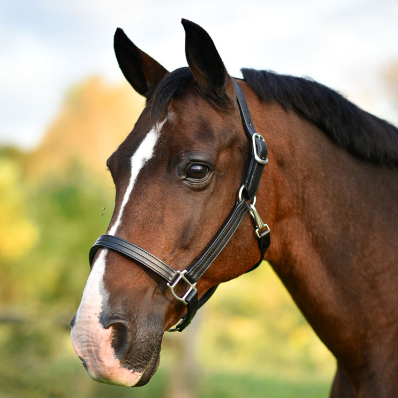 Black leather fixed chin halter, 1" wide, triple stitched, with a personalized name plate, on a horse's head.