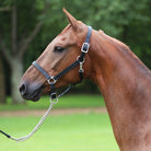 Black leather adjustable chin halter, 1" wide, with triple stitching and a personalized name plate, fitted on a horse's head.