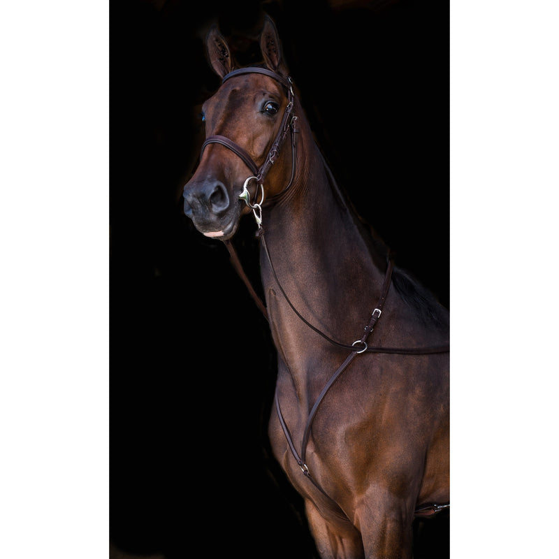 Detail of a brown leather padded martingale with buckles and rings, shown on a horse against a dark background.