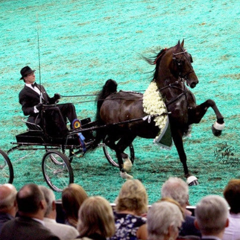 Grand National Fine Harness: Horse Wearing Show Harness with Detailed Leather and Metal Components for Fine Driving Competition