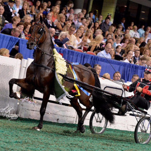 Grand National Road Pony Harness: Showing Detailed Leather Straps, Buckles, and Patent Leather Component 