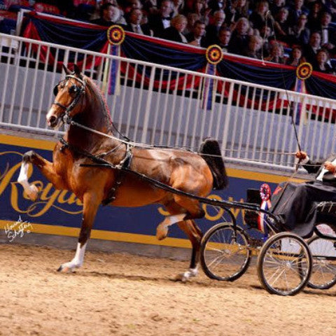 Brown Hackney horse and carriage in a show ring.