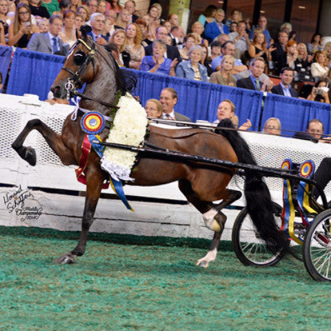 Hackney Pony Show Harness