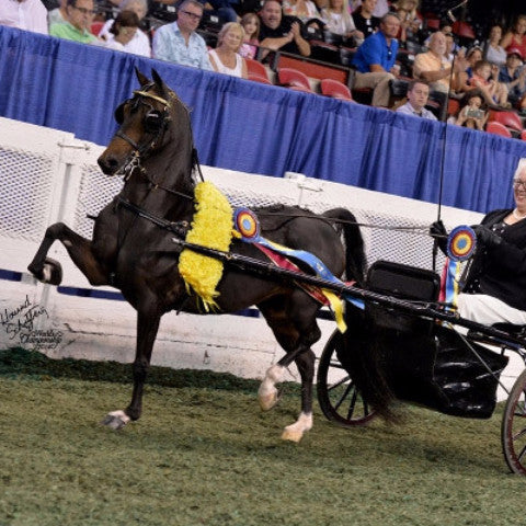 A brown horse pulling a carriage with two people in a show ring, spectators in the background.