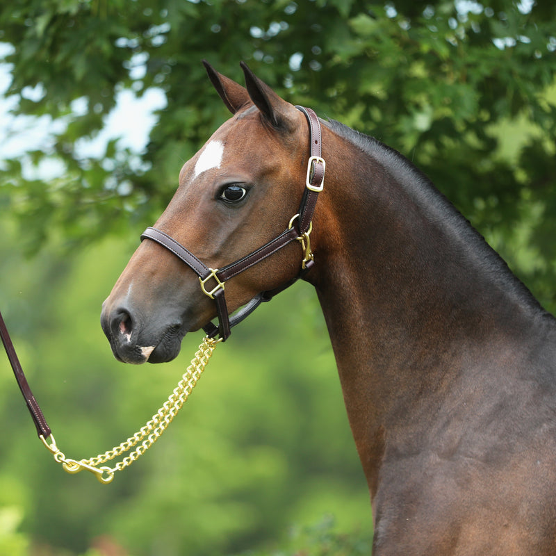 Close-up of a 3/4" double stitched fixed chin halter in dark brown leather, showcasing the brass hardware and personalized name plate on a pony or young horse.