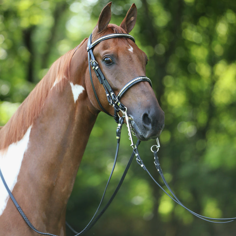 A horse wearing the Advantage Comfort Padded Show Hack Bridle with a chrome browband in a natural setting