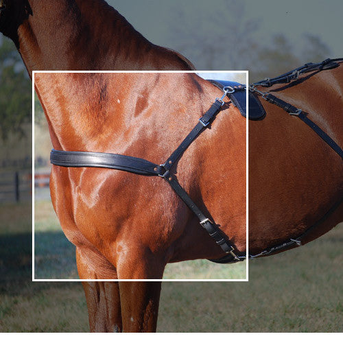 Close-up of Horse with Crupper & Bustle Set Breast Collar