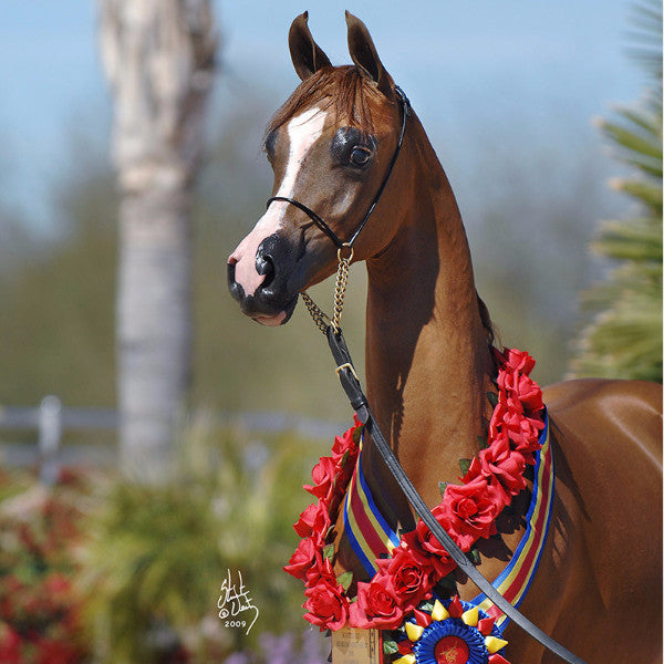 A chestnut Arabian horse wearing an Arabian Show Cable Halter with a decorative neck wreath.