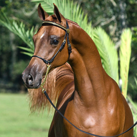 Chestnut Arabian horse wearing a Show Halter with Browband, standing outdoors with green foliage in the background.